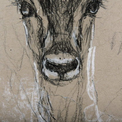 Mercana - Sketch of Animal III Antelope Mercana Studio Hand Embellished Framed Art Print Matted under Glass - 14470 view 6