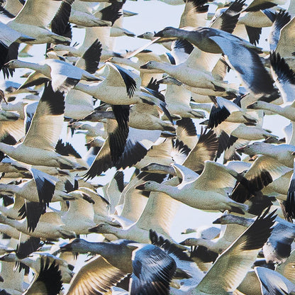 Mercana - Snowgoose Migration 1 by Gary Blatter Hand Embellished Textured Framed Art Print Matted under Glass - 15399 view 7
