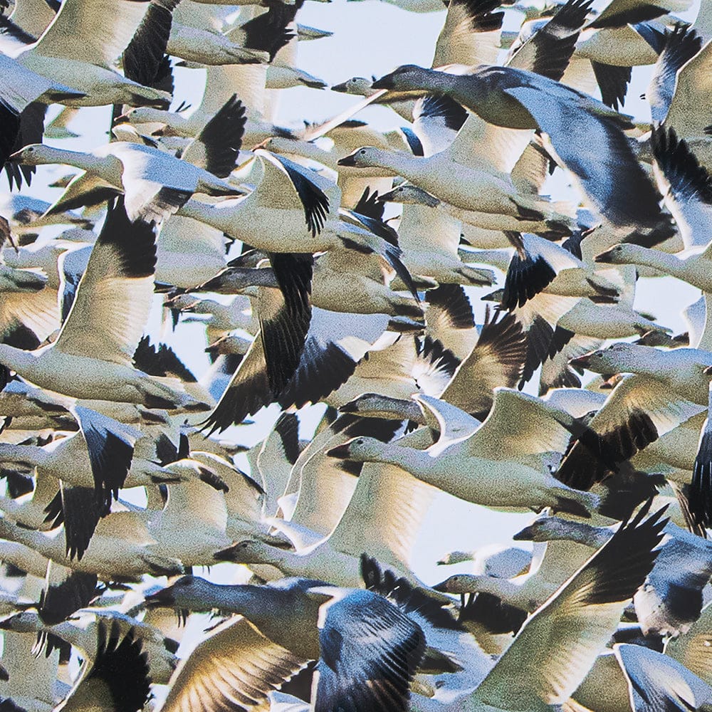 Mercana - Snowgoose Migration 2 by Gary Blatter Hand Embelished Textured Framed Art Print Matted under Glass - 15400 view 7