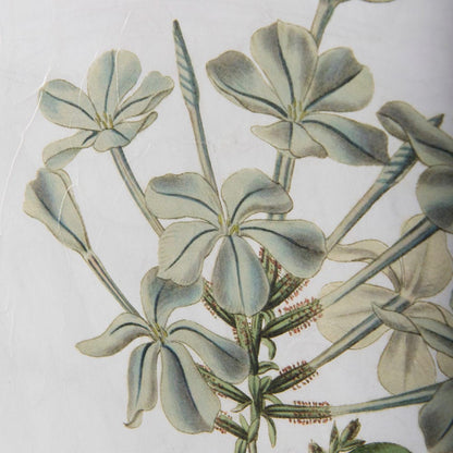 Mercana - Soft Blue Botanoicals VII by Mercana Studio Hand Embellished Framed Art Print Matted under Glass - 13970 view 3