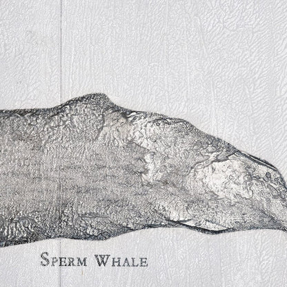 Mercana - Sperm Whale by Mercana Studio a Hand Embellished Textured Canvas - 101867-S view 4