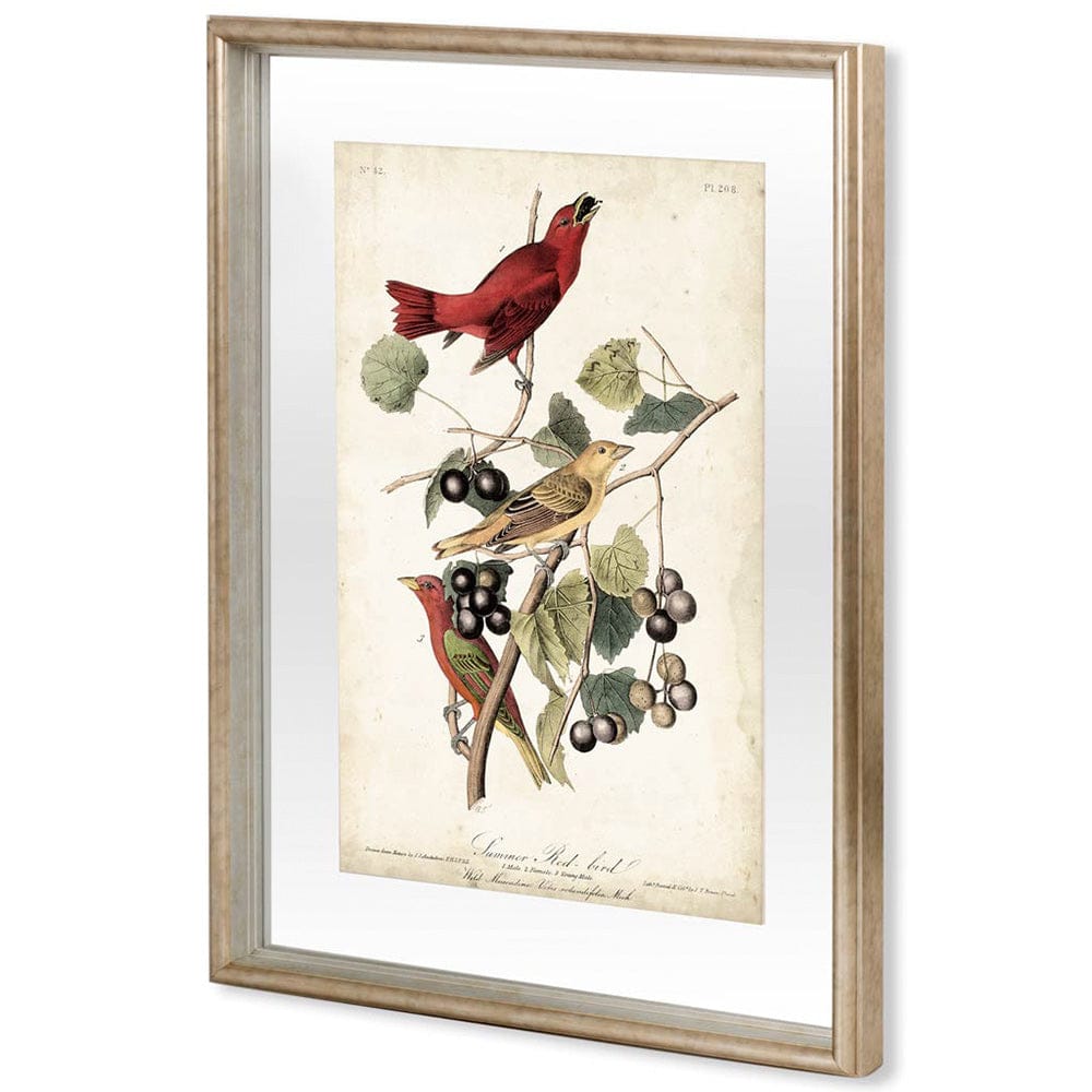 Mercana - Summer Red Bird by John James Audubon a Framed Art Print Matted under Glass - 10475 view 1