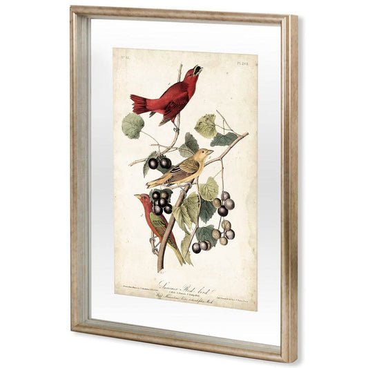 Mercana - Summer Red Bird by John James Audubon a Framed Art Print Matted under Glass - 10475 view 1