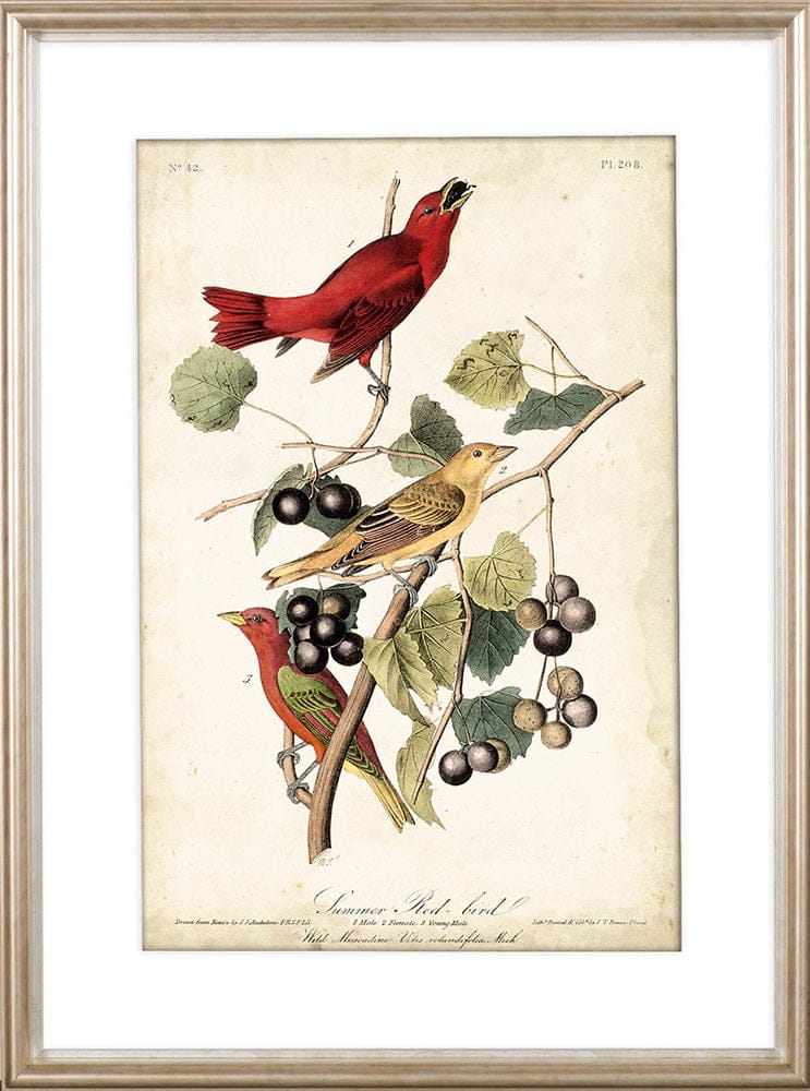 Mercana - Summer Red Bird by John James Audubon a Framed Art Print Matted under Glass - 10475 view 2
