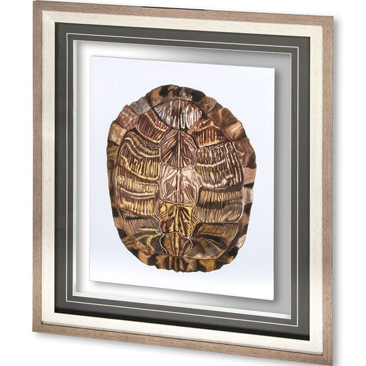 Mercana - Tortoise Shell Detail I by Naomi McCavitt a Framed Art Print Matted under Glass - 10071 view 1