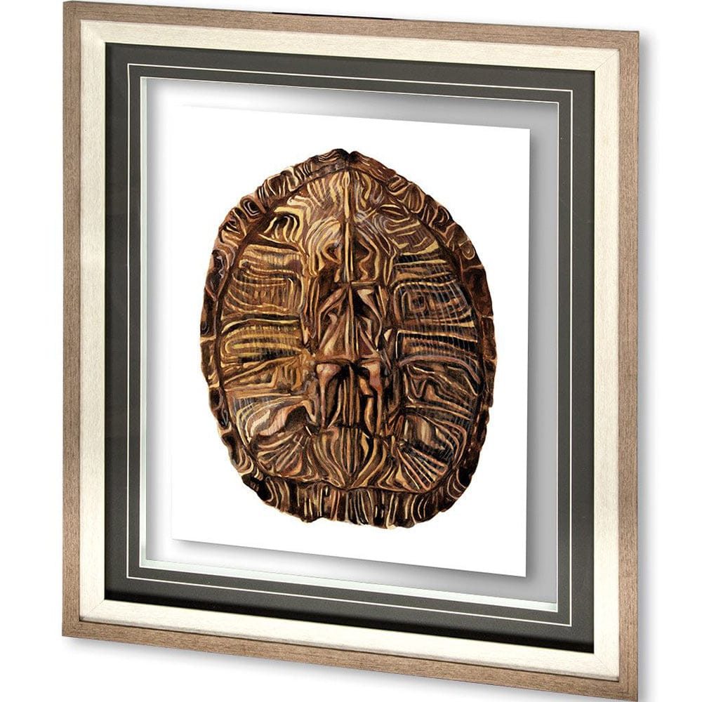 Mercana - Tortoise Shell Detail II by Naomi McCavitt a Framed Art Print Matted under Glass - 10072 view 1