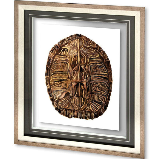 Mercana - Tortoise Shell Detail II by Naomi McCavitt a Framed Art Print Matted under Glass - 10072 view 1