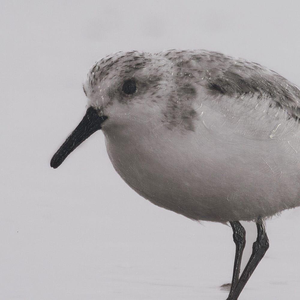 Mercana - Tybee Island Sanderling by Nathan Larson a Hand Embellished Framed Photo Print under Glass - 15861 view 6
