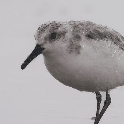 Mercana - Tybee Island Sanderling by Nathan Larson a Hand Embellished Framed Photo Print under Glass - 15861 view 6