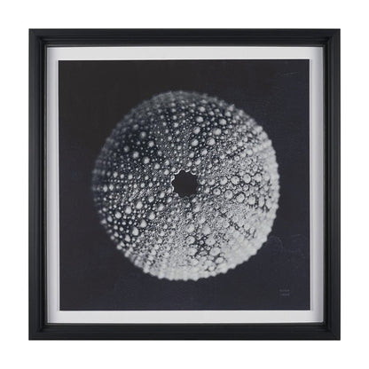 Mercana - Urchin Still Life I by Nathan Larson a Hand Embellished Framed Art Print Matted under Glass - 15828 view 1