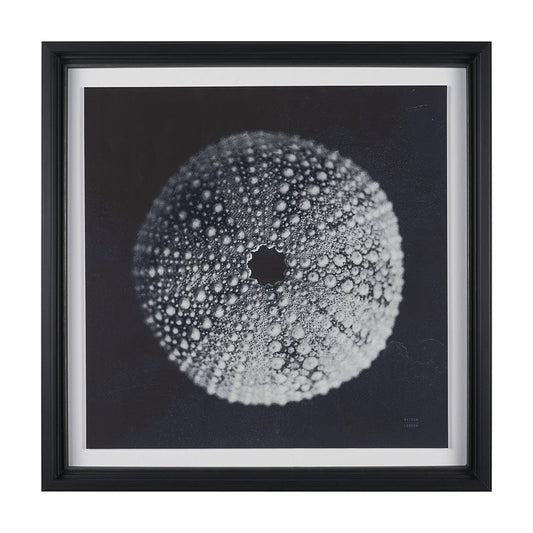 Mercana - Urchin Still Life I by Nathan Larson a Hand Embellished Framed Art Print Matted under Glass - 15828 view 1
