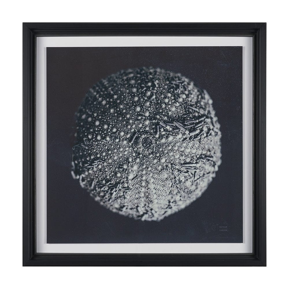 Mercana - Urchin Still Life II by Nathan Larson a Hand Embellished Framed Art Print Matted under Glass - 15829 view 1