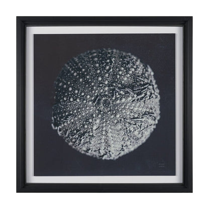 Mercana - Urchin Still Life II by Nathan Larson a Hand Embellished Framed Art Print Matted under Glass - 15829 view 1