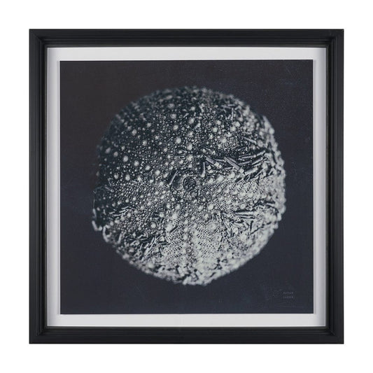 Mercana - Urchin Still Life II by Nathan Larson a Hand Embellished Framed Art Print Matted under Glass - 15829 view 1