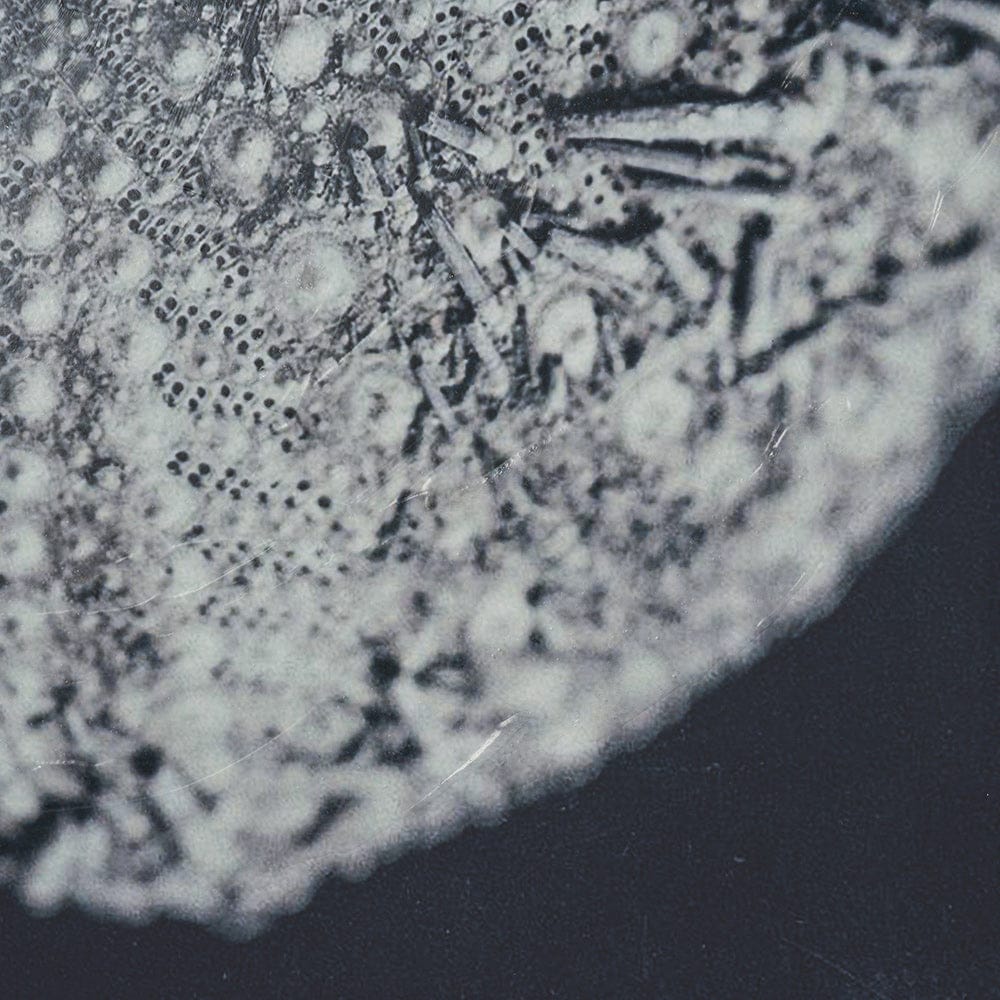 Mercana - Urchin Still Life II by Nathan Larson a Hand Embellished Framed Art Print Matted under Glass - 15829 view 6