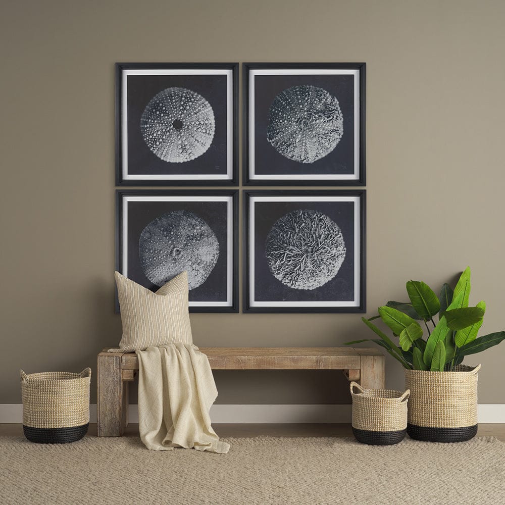 Mercana - Urchin Still Life II by Nathan Larson a Hand Embellished Framed Art Print Matted under Glass - 15829 view 8