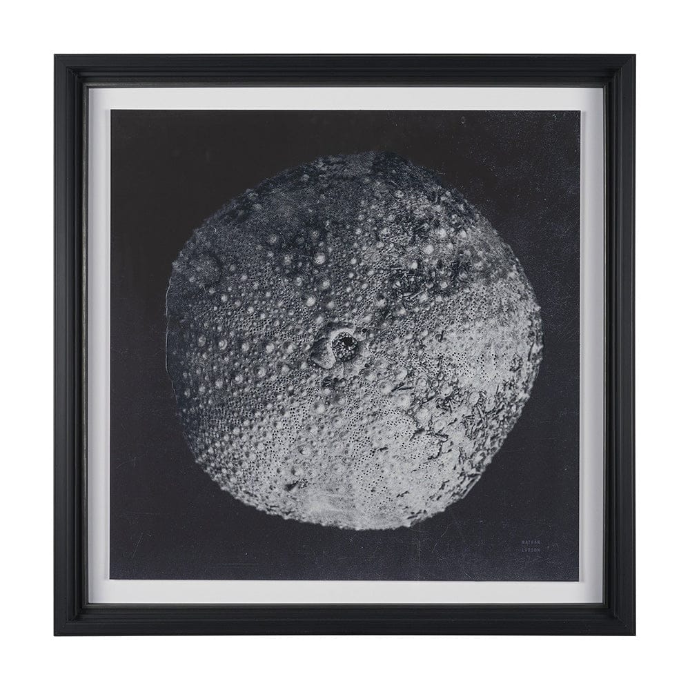 Mercana - Urchin Still Life III by Nathan Larson a Hand Embellished Framed Art Print Matted under Glass - 15830 view 1