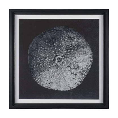 Mercana - Urchin Still Life III by Nathan Larson a Hand Embellished Framed Art Print Matted under Glass - 15830 view 1
