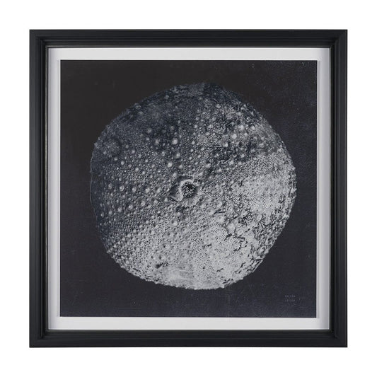 Mercana - Urchin Still Life III by Nathan Larson a Hand Embellished Framed Art Print Matted under Glass - 15830 view 1