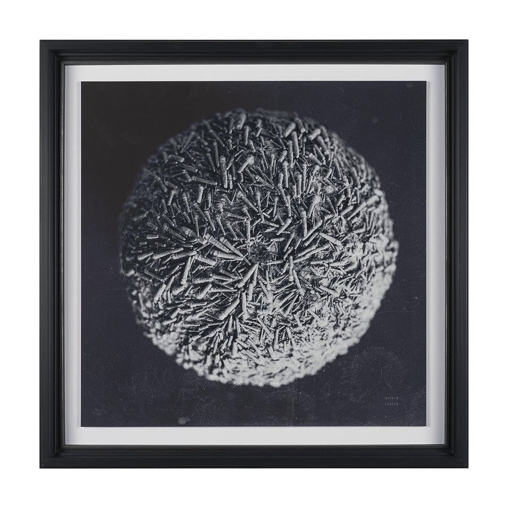 Mercana - Urchin Still Life IV by Nathan Larson a Hand Embellished Framed Art Print Matted under Glass - 15831 view 1