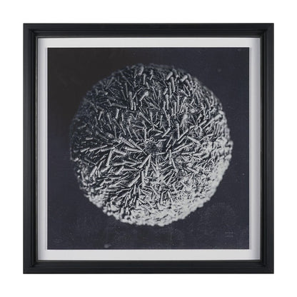 Mercana - Urchin Still Life IV by Nathan Larson a Hand Embellished Framed Art Print Matted under Glass - 15831 view 1