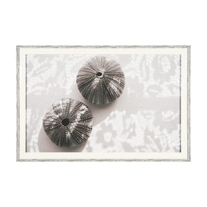 Mercana - Urchins in Lace I by Deborah Revell a Hand Embellished Framed Print under Glass - 15805 view 1