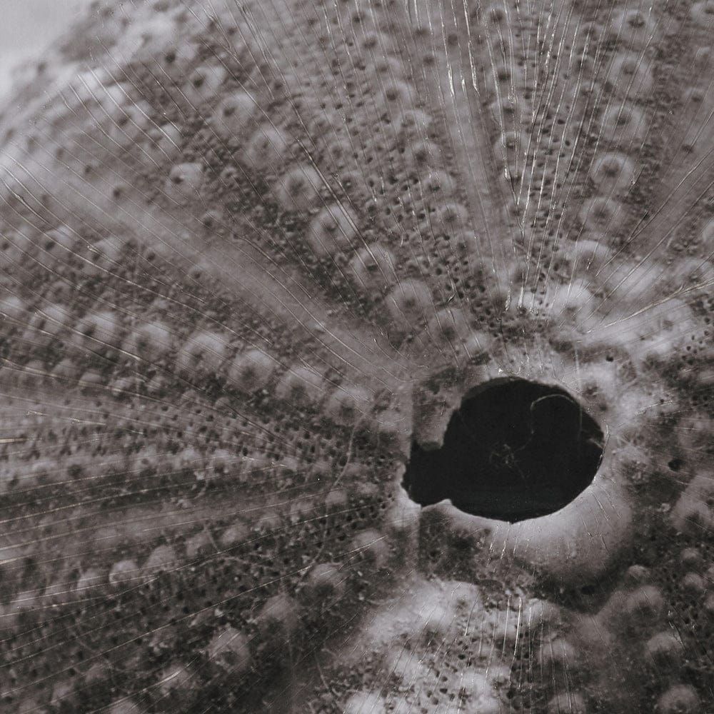 Mercana - Urchins in Lace I by Deborah Revell a Hand Embellished Framed Print under Glass - 15805 view 7