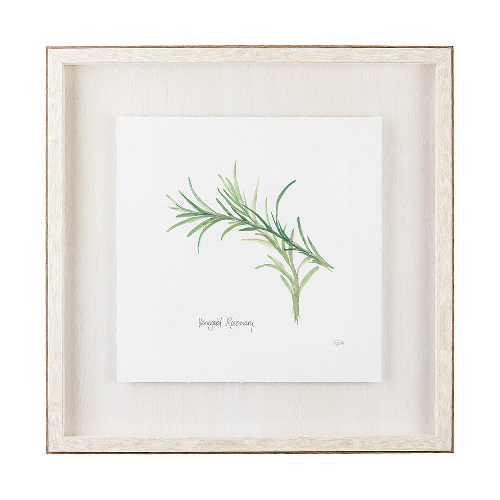Mercana - Variegated Rosemary v2 by Chris Paschke a Framed Art Print Matted under Glass - 11344 view 1