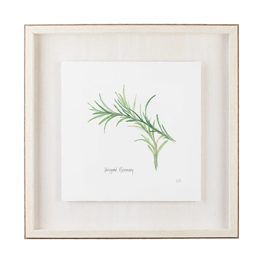 Mercana - Variegated Rosemary v2 by Chris Paschke a Framed Art Print Matted under Glass - 11344 view 1