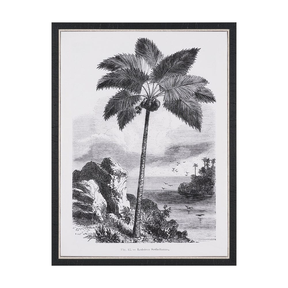 Mercana - Vintage Palm Tree Drawing I by Les Palmiers Histoire Embellished Textured Framed Canvas - 102681-FS view 1