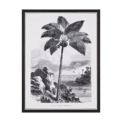 Mercana - Vintage Palm Tree Drawing I by Les Palmiers Histoire Embellished Textured Framed Canvas - 102681-FS view 1