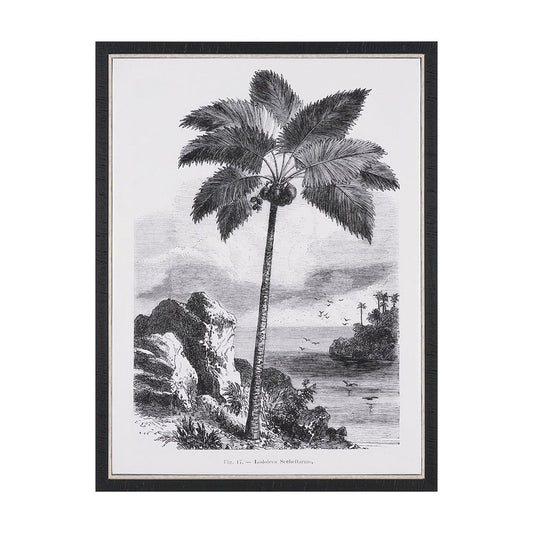 Mercana - Vintage Palm Tree Drawing I by Les Palmiers Histoire Embellished Textured Framed Canvas - 102681-FS view 1