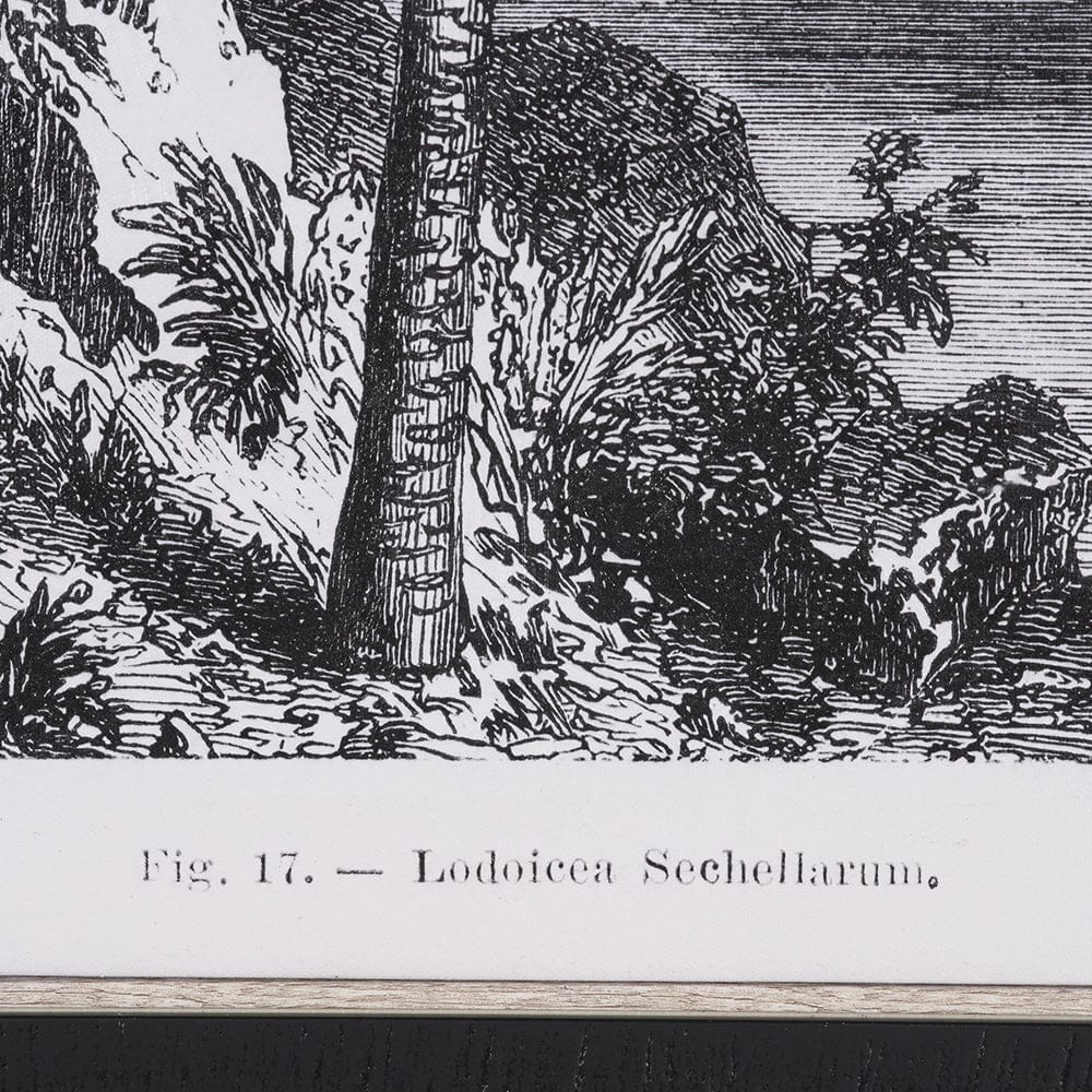 Mercana - Vintage Palm Tree Drawing I by Les Palmiers Histoire Embellished Textured Framed Canvas - 102681-FS view 6