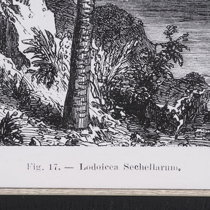 Mercana - Vintage Palm Tree Drawing I by Les Palmiers Histoire Embellished Textured Framed Canvas - 102681-FS view 6