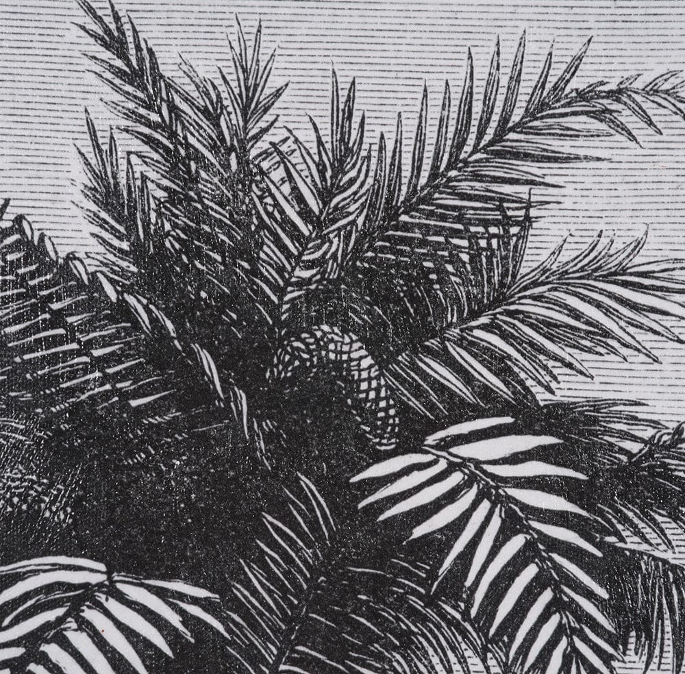 Mercana - Vintage Palm Tree Drawing V by Les Palmiers Histoire a Hand Embellished Textured Framed Canvas - 102682-FS view 7