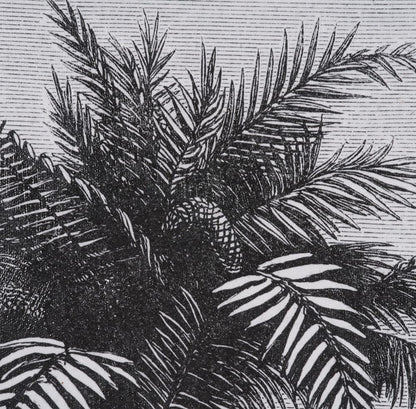 Mercana - Vintage Palm Tree Drawing V by Les Palmiers Histoire a Hand Embellished Textured Framed Canvas - 102682-FS view 7