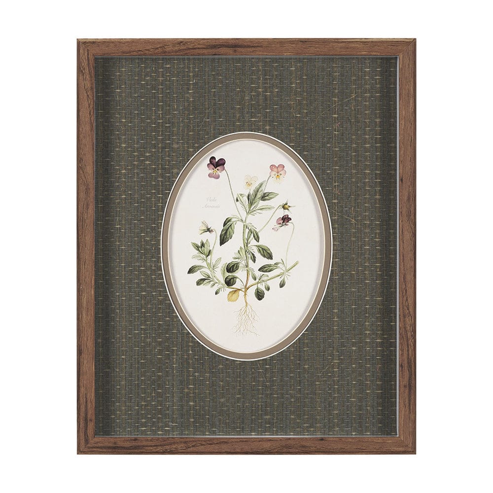 Mercana - Viola Arvensis Flowers by Pierre Joseph Redoute a Hand Embellished Framed Print under Glass - 15808 view 1
