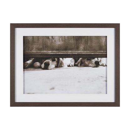 Mercana - We See You Dogs by Jim Dratfield Framed Photo Print under Glass - 15818 view 1