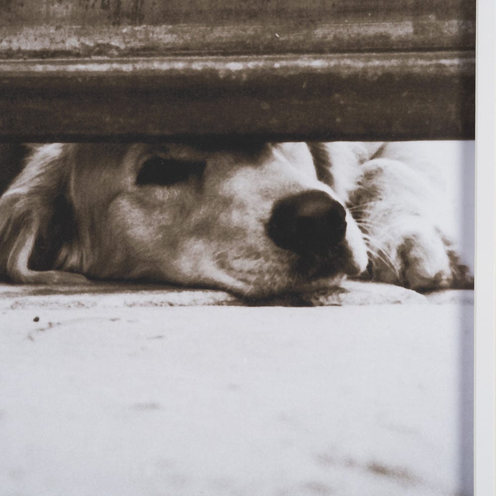 Mercana - We See You Dogs by Jim Dratfield Framed Photo Print under Glass - 15818 view 6