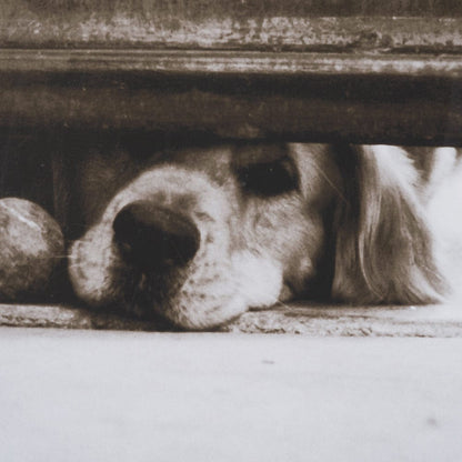 Mercana - We See You Dogs by Jim Dratfield Framed Photo Print under Glass - 15818 view 7