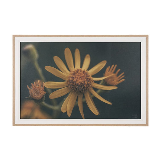 Mercana - Wild Blooms II by Nathan Larson a Hand Embellished Framed Art Print Matted under Glass - 15465 view 1