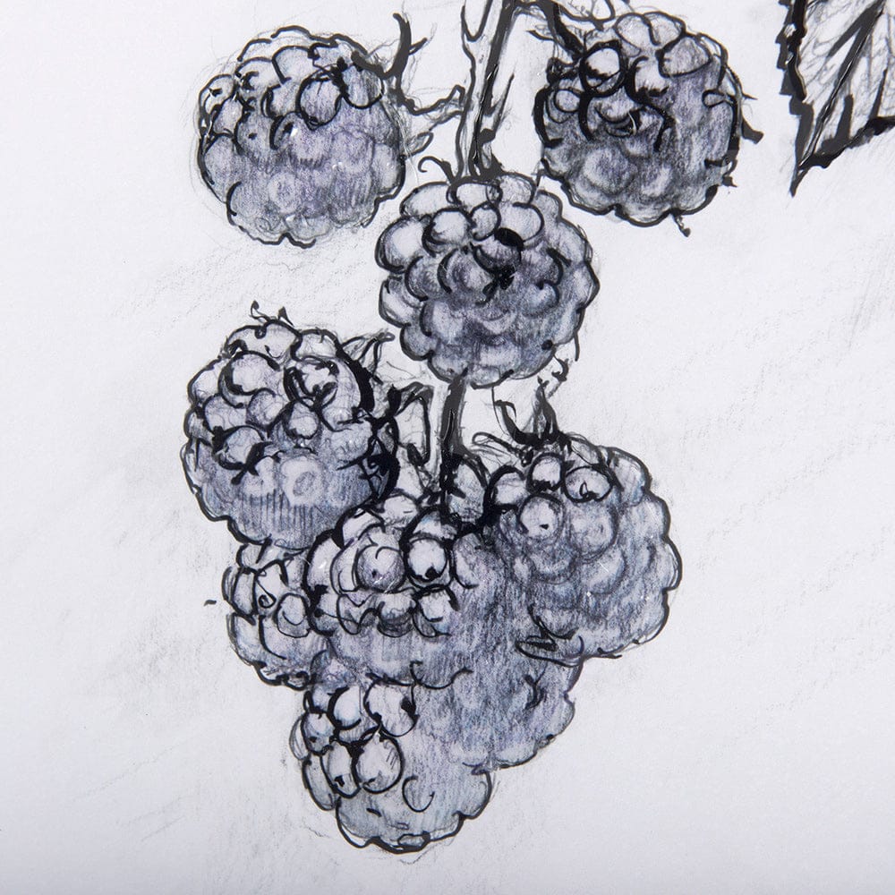 Mercana - WildBerry Collection Blackberry Mercana Studio Hand Embellished Framed Art Print Matted under Glass - 14072 view 7