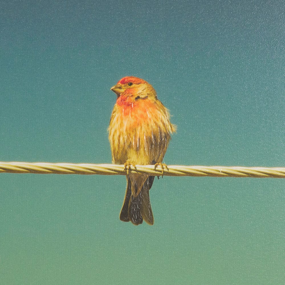 Mercana - Wired Finch by Nathan Larson a Hand Embellished Framed Art Print Matted under Glass - 15469 view 6