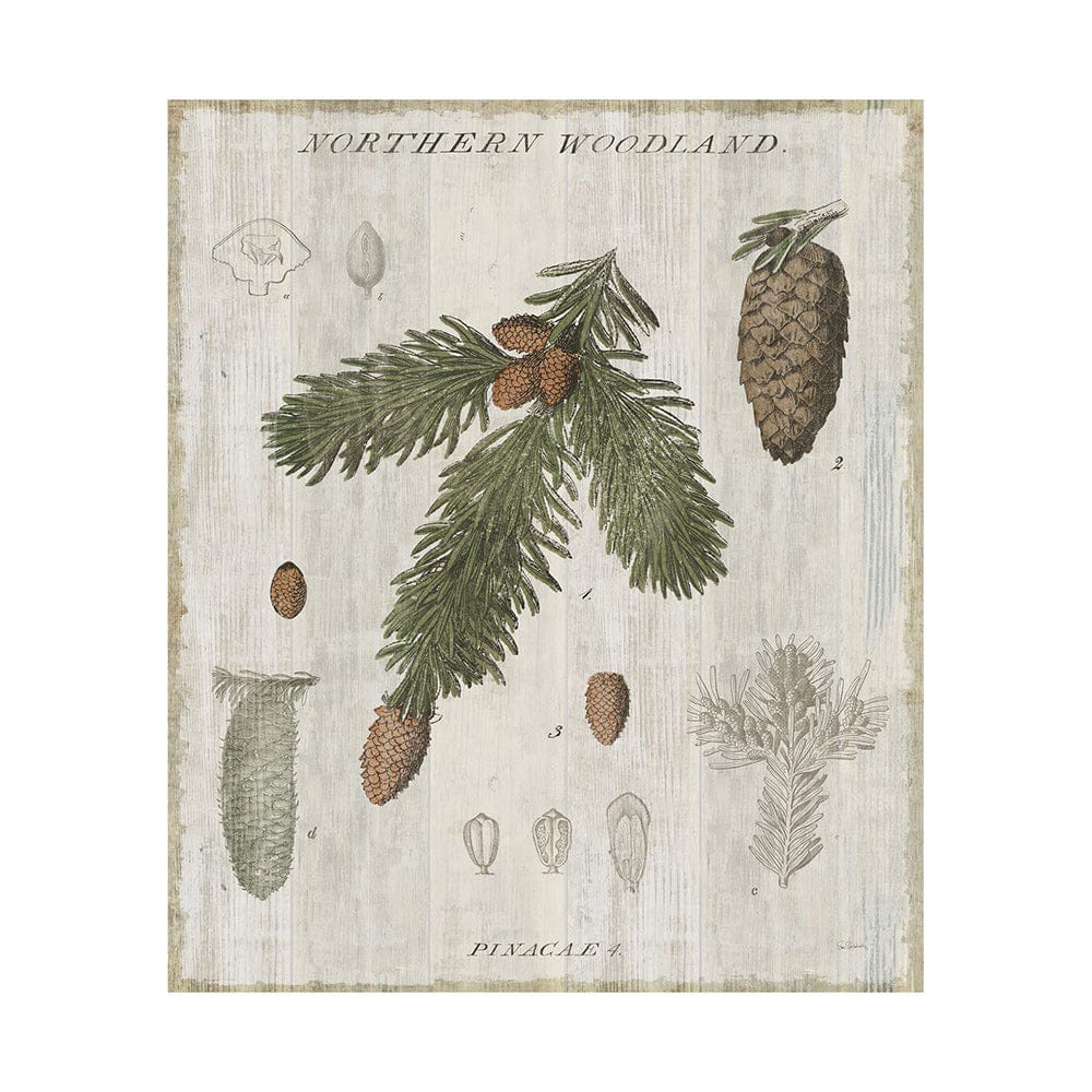 Mercana - Woodland Chart V by Sue Schlabach a Hand Embellished Textured Canvas - 101581-L view 1