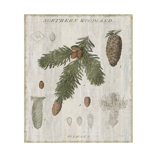 Mercana - Woodland Chart V by Sue Schlabach a Hand Embellished Textured Canvas - 101581-L view 1