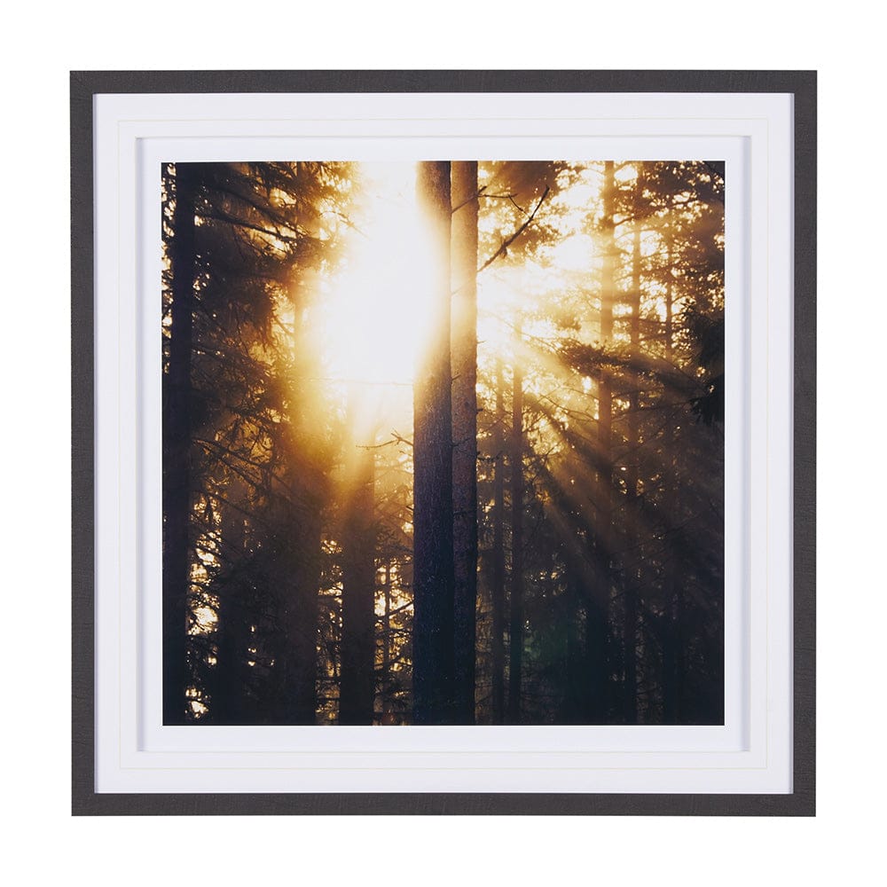 Mercana - Woodland Glow by Andreas Stridsberg a Hand Embelished Textured Framed Art Photo Matted under Glass - 9162 view 1