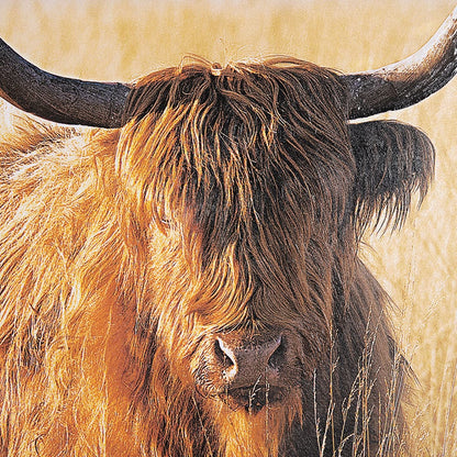 Mercana - Young and Old Highlander by Mercana Studio Hand Embellished Framed Art Print Matted under Glass - 15017 view 6