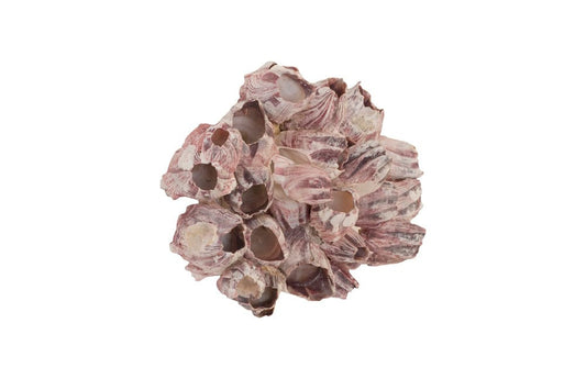 Phillips Collection - Barnacle Cluster Wall Art, LG - PH97075