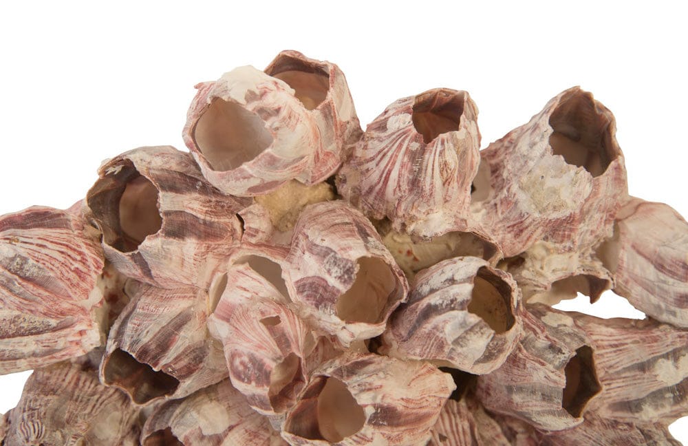 Phillips Collection - Barnacle Cluster Wall Art, LG - PH97075