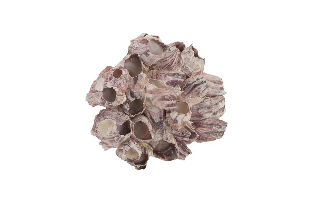 Phillips Collection - Barnacle Cluster Wall Art, LG - PH97075 veiw 1